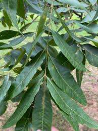 Image result for Carya illinoinensis