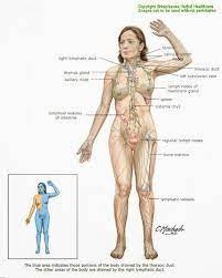 Diagrams Lymphatic System Lymphatic System Lymphatic Drainage Massage Lymphatic