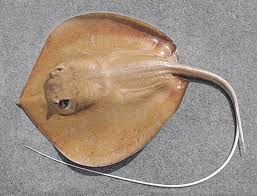 Image result for Stingray