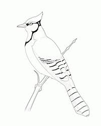 Blue jay feeding young coloring page. Pin By Angel Munter On Bird Templates Bird Coloring Pages Blue Jay Bird Bird Template