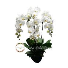 Bunga anggrek plastik ungu putih hiasan meja tanaman artifical. Table Flower 606 Bunga Meja Anggrek Bulan Bunga Cantik Bunga Fresh Bunga Hiasan Rangkaian Bunga Terbaru Agustus 2021 Harga Murah Kualitas Terjamin Blibli