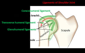 Both tendons and ligaments are dense regular connective tissue, because of its two properties: Shoulder Joint Type Ligaments Movements And Applied Anatomy Qa
