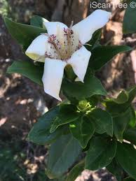 Image result for Rothmannia urcelliformis