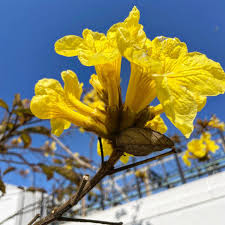 Image result for Handroanthus chrysotrichus