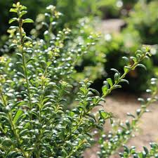Similar to the species but distinguished by 'convex' leaves very dense growth and often more black fruit. Buy Japanese Holly Convexa Ilex Crenata Convexa 8 99 Delivery By Crocus