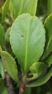 Image result for Lumnitzera racemosa