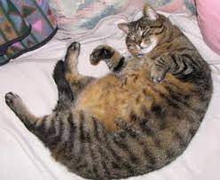 Fat Cat Photos Another Sleeping Fat Tabby