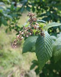 Image result for Melinis tenuissima