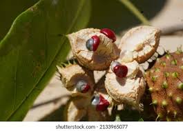 Image result for Lindackeria