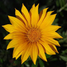 It is naturalised elsewhere and is widely cultivated as an ornamental plant. Gazania Rigens Garten Center Jardinitis