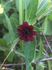 Image result for Bidens oligoflora