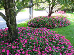 Pink Flower Beds Flowers Flowerbed Summer Botanical Landscapearchitecture Scottbyronco Landscape Services Landscape Design Landscape