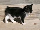 kittens manx for sale in Virginia Classifieds & Buy and ...