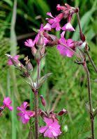 Image result for Silene abyssinica