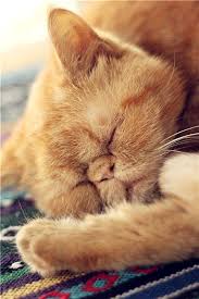 Pin By Antonio Aniceto On Catssss Cat Photography Pet Photography Cat Cats And Kittens