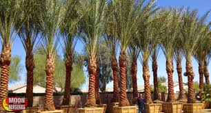 Creating a beautiful palm garden for the home or business. Top 5 Palms For Landscapes