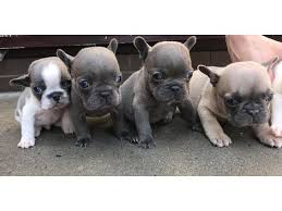Breeding the finest akc registered french bulldog puppies in the country, 5 star rated by our customers. Blue French Bulldog Puppies Dubai Marina Dubai Classifieds