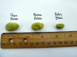 Favas turned black when exposed to temperatures in the teens (f), but rebounded fine once temperatures warmed. Wait Stop Don T Peel Those Fava Beans Nancy Harmon Jenkins