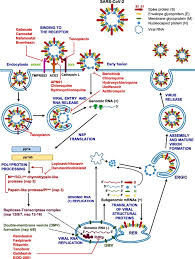 The reports should include unique identifiers and the words veklury (remdesivir) under emergency use authorization (eua) in the description section of risk summary there are no available data on the presence of remdesivir in human milk, the effects on the breastfed infant, or the effects on milk. Approaching Coronavirus Disease 2019 Mechanisms Of Action Of Repurposed Drugs With Potential Activity Against Sars Cov 2 Sciencedirect