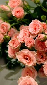 Pin By Isabel Castillo On Royal Family Photos Beautiful Flowers Flower Wallpaper Rose