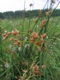 Image result for Schoenoplectus muriculatus