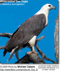 Development, powerlines, cars and even wind turbines pose constant threats. White Bellied Sea Eagles Beauty Of Birds
