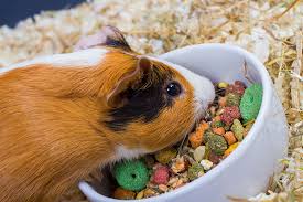 How Much Should You Feed Guinea Pigs Feeding Guinea Pigs