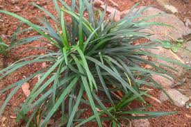 Image result for Carex lycurus