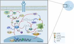 Image result for Commiphora fulvotomentosa