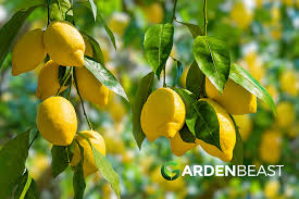 And when a meyer lemon ripens, the soft skin takes on orange hues. Lemon Tree Guide How To Grow Care For Lemon Trees