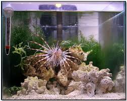 Lionfishlair Com Lionfish Care Guide Lion Fish Aquascape Aquarium