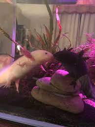 Axolotl Tankmate Rules – A Lotta Axolotls