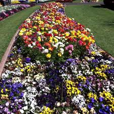 Toowoomba Carnival Of Flowers Queensland Toowoomba Outdoor Decor Carnival