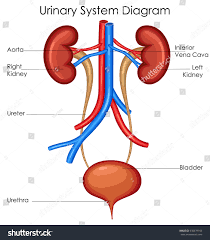 Model Of Urinary System Labeled Google Sok Excretory System Biology Diagrams Medical Education