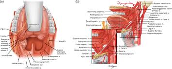 Image result for tonsilla palatina