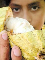 El cacao en El Salvador