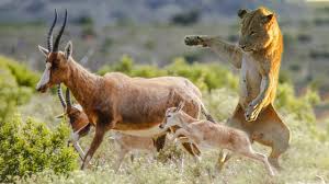 Lion Vs Impala Real Fight Epic Battle Between Lions And Impala Most Amazing Attack Of Animal Animals Prey Boars Head