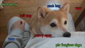 Share the best gifs now >>>. In Which Doge Begs Your Forgiveness Awesomegifs