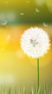 Dandelion Breeze Ipod Wallpaper Dandelion Wallpaper Android Wallpaper