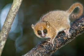 10 Weirdly Wonderful Lemur Species Grey Mouse Lemur Lemur Animals