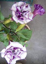 Perfect for containers and indoors. Photo Of The Bloom Of Devil S Trumpet Datura Metel Ballerina Purple Posted By Bobwalshplumeriabook Garden Org