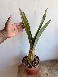 Image result for Eulophia petersii