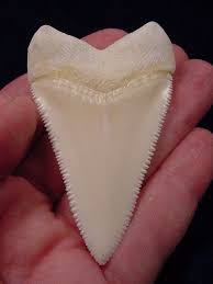 Man Holding Perfect Large Great White Shark Tooth Jawshark Com White Sharks Great White Shark Teeth Great White Shark