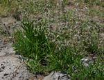 Image result for Syncolostemon linearis