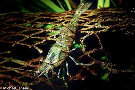 There are emotional leeches, productivity leeches, and financial leeches to contend with, as well. String Leech Ahrex Hooks