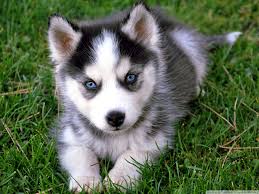 Puppy Wallpaper Desktop Background Search wallpapers puppy 42 images. puppy wallpaper desktop background