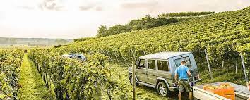 60 in alzey heimersheim, ☎ telefon 06731/8678 mit anfahrtsplan. Weingut Franz Keller Wein Direkt Ab Hof Wirwinzer