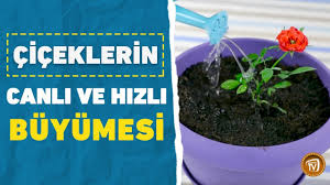 Ciceklerin Canli Ve Hizli Buyumesi Nasil Saglanir Youtube
