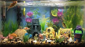 Ever Wonder How Do Fish Mate Fish Education A Must Watch In 2020 Fish Tank Themes Fish Tank Decorations Fish Aquarium Decorations