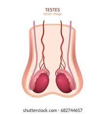 Testis Images Stock Photos Vectors Shutterstock